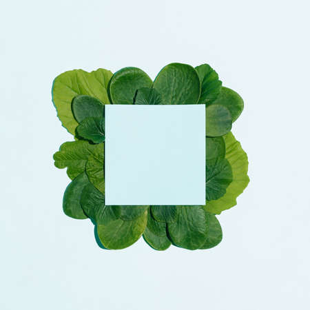 Spring season natural idea with fresh green leaves on with pastel blue background. Minimal visual composition, copy space flay lay concept.の写真素材
