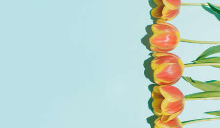 Spring season floral idea with fresh colorful tulips on pastel blue background. Creative flat lay natural concept, copy space composition.の写真素材