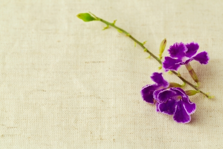 Background with small purple flower on fabricの写真素材