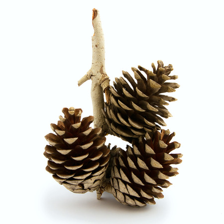 Pine cone on white backgroundの写真素材