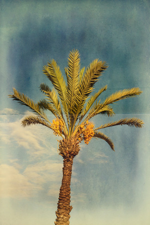 Grunge palm tree with dates over blue skyの写真素材