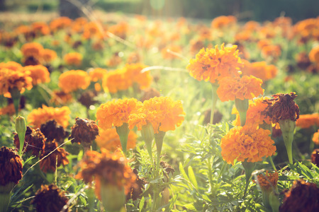 Beautiful garden backgroundの写真素材