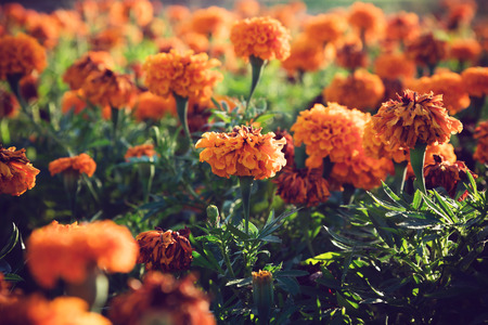 Background with flowers in park