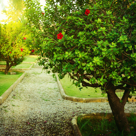 Beautiful green bush in parkの写真素材