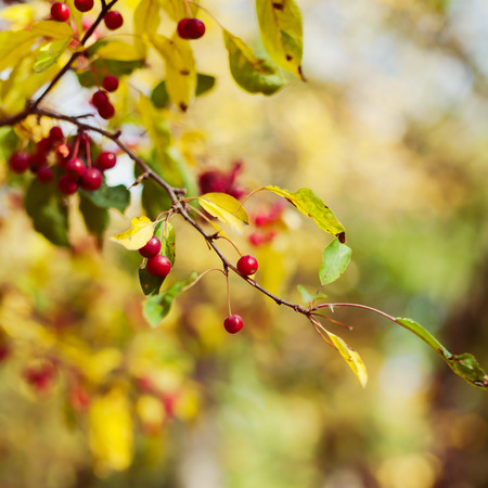 Autumn berry tree backgroundの写真素材
