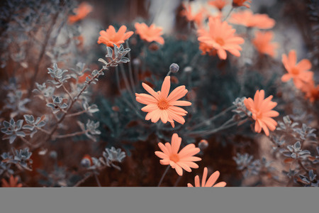 Summer vintage background with flowersの写真素材