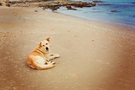 Dog resting on sea beach with retro filterの写真素材