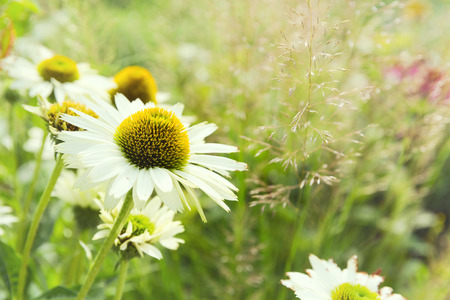Daisy flower backgroundの写真素材