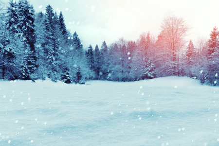 Christmas winter backgrpund with snow and pine treesの写真素材