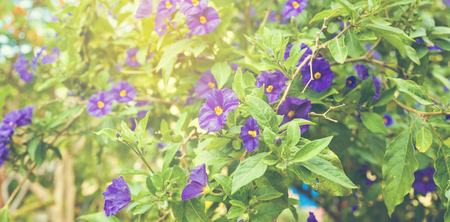 Summer flowers background for website header design