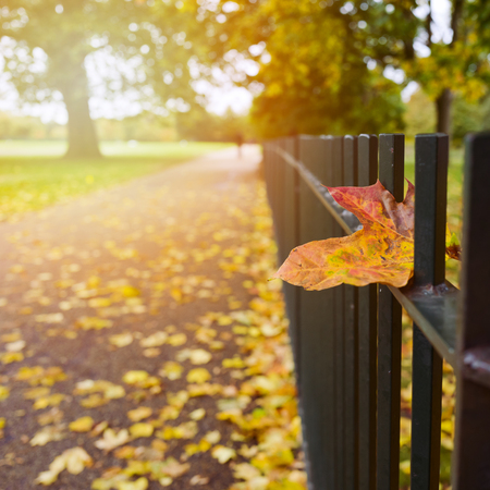 Autumn background with fall leaf on fence in parkの写真素材