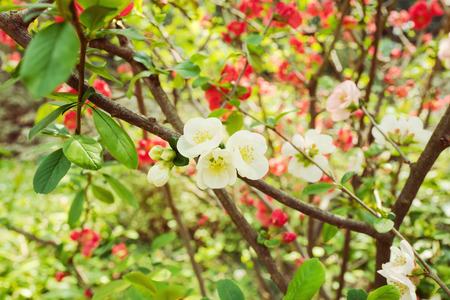 Beautiful cherry blossom flowers in park. Spring nature backgroundの写真素材