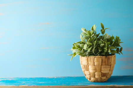 Home decor plant on blue wooden shelf. Interior mock up for design