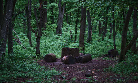 Forest landscape with logsの写真素材