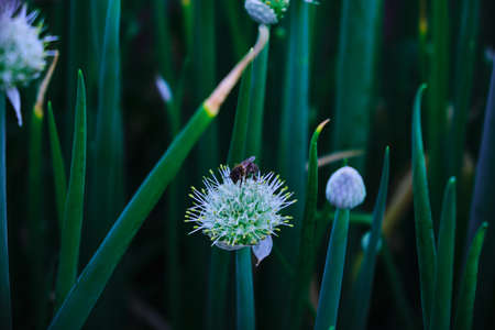 A bee collects nectar on a flowerの写真素材