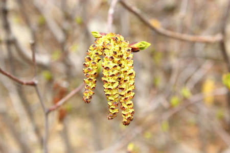 birch_alder