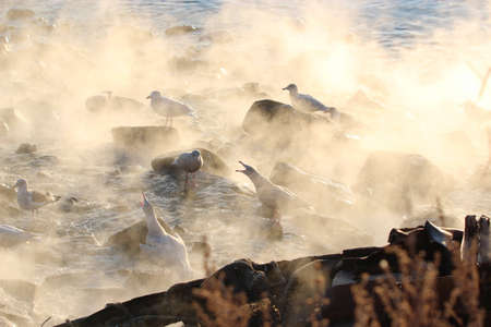 seagullの写真素材