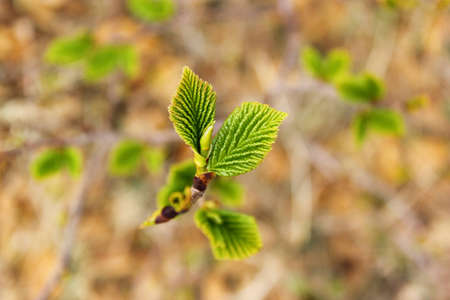 foliage macroの写真素材