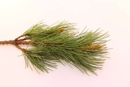 branch of a tree
