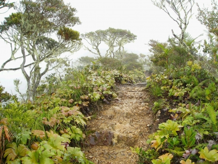 Pathway in the Mount Kinabalu in Sabah Malaysia