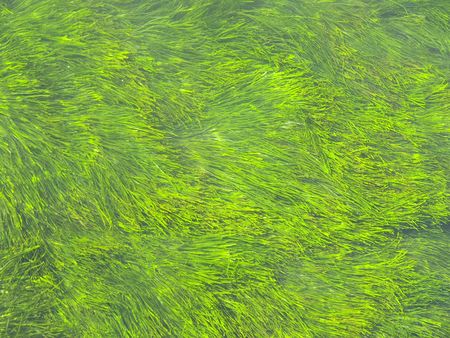 Bright green seagrass