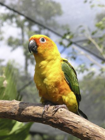 Bright orange Parrot