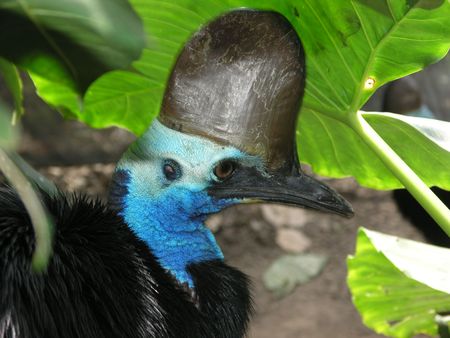 Cassowary head