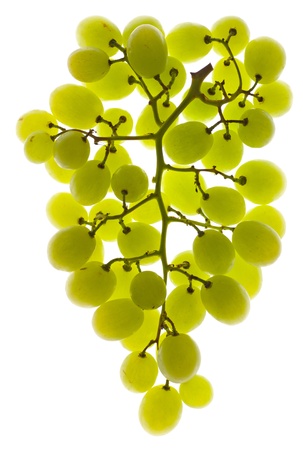 A bunch of white grapes lit from behindの写真素材