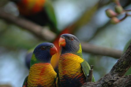 Pair of lorikeetsの写真素材