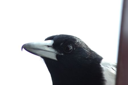 Pied butcherbird on house roofの写真素材