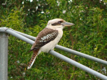 Kookaburra waiting for a mealの写真素材