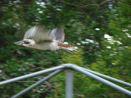 Kookaburra in flightの写真素材
