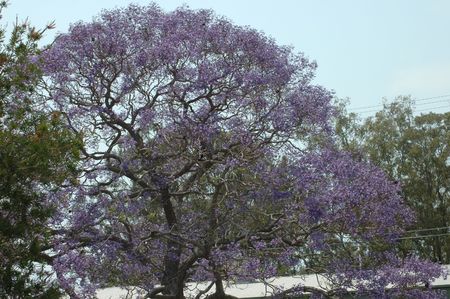 Jacaranda tree in full bloomの写真素材