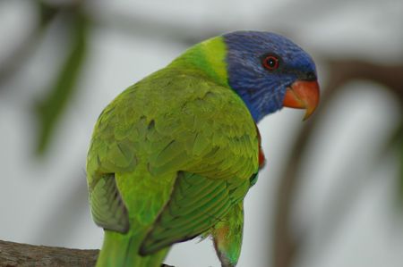 Rainbow lorikeetの写真素材