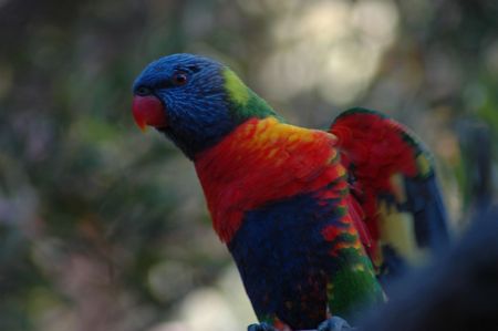 Rainbow lorikeet stretching wingsの写真素材
