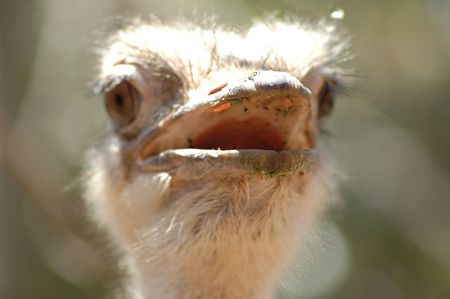 Emu in zooの写真素材