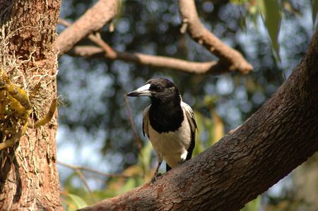 Pied butcherbird sitting in treeの写真素材