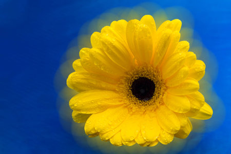 Yellow gerbera on a blue backgroundの写真素材
