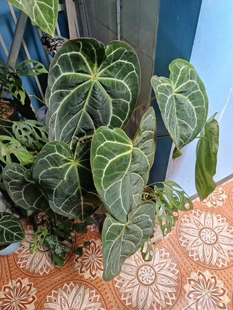 Tropical plants in pots in the house. Home gardening.の写真素材