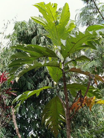 Tropical tree in the rain forest, closeup of photo