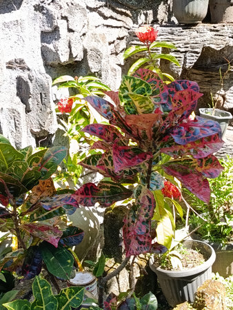 Colorful ornamental plants in a garden on a sunny day.