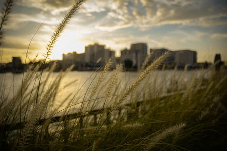 Grass flower in riverside under sunsetの写真素材