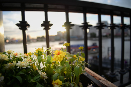 Yellow flower in riverside under sunsetの写真素材