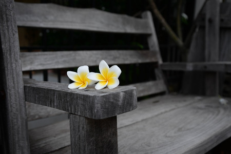 Plumeria flowers on wooden chairの写真素材