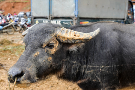 Buffalo