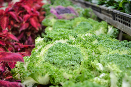 lettuceの写真素材