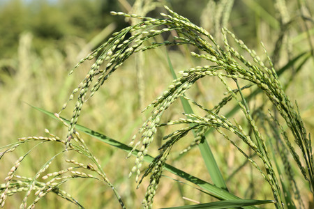 Rice plantの写真素材