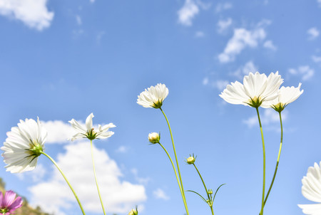 White Cosmosの写真素材