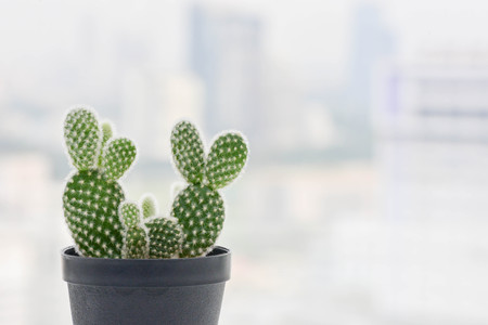 Mini cactus in the potの写真素材