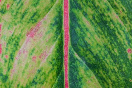 Macro leaf texture